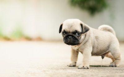 Master Potty Training a Puppy with Ease