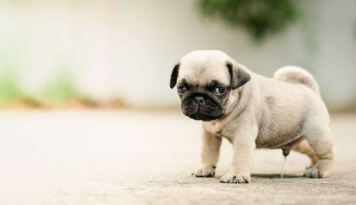 Cute Pug puppy going potty on the floor