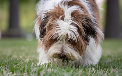 Why Does My Dog Eat Grass: Canine Behavior Explained