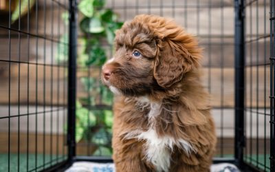 Crate Training Puppy: A Beginner’s Guide